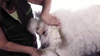 Clipping The Poodles Face [upl. by Attenad]