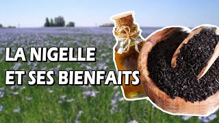 La GRAINE DE NIGELLE  14 BIENFAITS et VERTUS pour la SANTÉ  – Une Sunnah Un Bienfait 6 [upl. by Sontag]