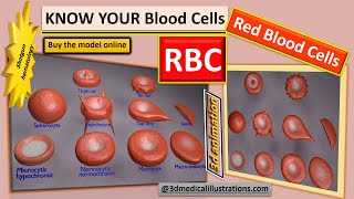 rbc shapes  variation in size and shape of rbc  red blood cell shapes  how it affects circulation [upl. by Ainaj]