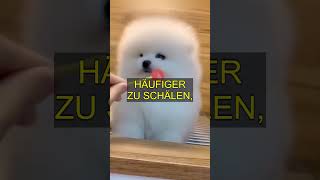 99 Hundehalter machen das falsch Wie Ihr Hund wirklich im Winter friert [upl. by Suoiradal646]