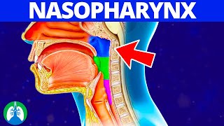 Nasopharynx Medical Definition  Quick Explainer Video [upl. by Yremrej487]