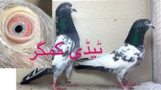 Ch wala tedi or kamgar 2 pears forsale 03328490909 art bird everyone pigeon kabootar kabutar [upl. by Sirroned]