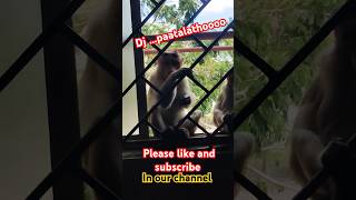 Dj paatalathoooo monkeydance viralshorts trending ytshorts [upl. by Skye]