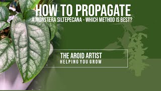 How to PROPAGATE A MONSTERA SILTEPECANA – 4 different ways [upl. by Oilime]