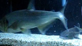 Armatus Goliath Tiger Fish and other fish feeding [upl. by Ydnat]