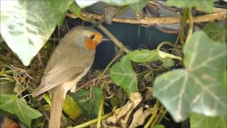 Rotkehlchen Nest [upl. by Hoban]