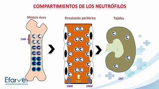 Respuesta leucocitaria y patologías asociadas [upl. by Eedyah]