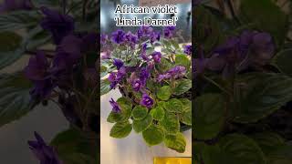 African violet ‘Linda Darnel’ africanviolets saintpaulia gesneriad plants flowers indorplants [upl. by Hgiel]