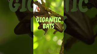 Gigantic Bats  Flying Fox [upl. by Oca]