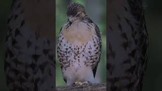 🦅 Baby Redtailed Hawk Just Fledged  Surveying in the Woods nature wildlife [upl. by Ikaz]