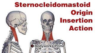 Sternocleidomastoid Anatomy Origin Insertion amp Action [upl. by Notelrac]