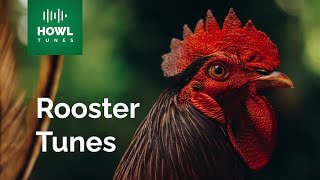 Authentic Rooster Crowing Sound Effect for Alarm Clock and Farm Ambiance [upl. by Dempster405]