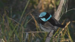 Suberb Fairy wren Malurus cyaneus [upl. by Eiramit]