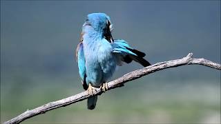 Carraca European Roller Coracias garrulus [upl. by Decato]