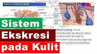 Sistem Ekskresi pada Kulit Materi Sistem Ekskresi IPA SMP Kelas 8 [upl. by Uamak]