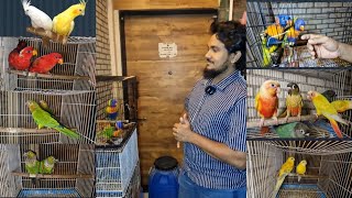 PROVEN BREEDING PAIR HOUSE OF pets9820897467 birdlovers parrot [upl. by Ameh308]