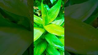 Ornamental plantssopheanymok nature shortvideo flowers [upl. by Riana345]