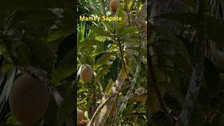 Mamey Sapote health benefits of Mamey Sapote rare fruits [upl. by Mercola851]