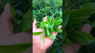 Best Green Tea for Weight Loss Which is MOST Effective [upl. by Irving58]