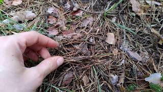 Un truco para encontrar seta de marzo Hygrophorus marzuolus Fíjarse en las hojas de los pinos [upl. by Maurise]