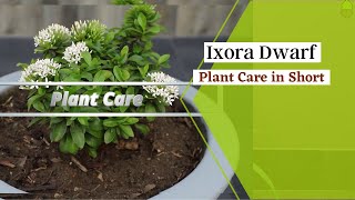 Ixora Dwarf  Plant Care in short  Rejuvenating Everyday [upl. by Battat]