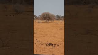 Buffalo chases cheetah mother and 5 cubs  Marataba Game Reserve  South Africa [upl. by Mikey306]