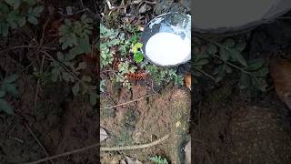 Centipede red hunting video shoort 😳😳 [upl. by Surad409]