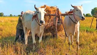 Agriculture Unique Way Using Ox Cart Transport Rice From Rice Field  Farm And Life [upl. by Irrot]