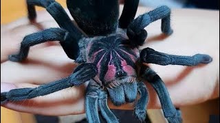 🔆Beautiful Tarantula  Xenethis sp Tenebris has shed  Feeding [upl. by Anippesuig]