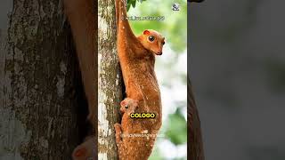 The Weirdest Flying Mammal Colugo [upl. by Kaleena]