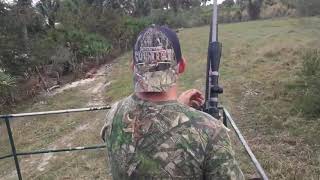 Swamp buggy Hog hunt [upl. by Louls]