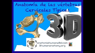 Anatomía de las Vértebras Cervicales analizado a través de Imagen 3D de una vértebra real [upl. by Eahs]