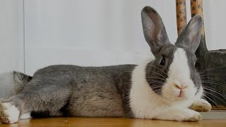 Dutch Rabbit Baby  Dutch Rabbit Playing  Dutch Rabbit As Pets [upl. by Essenaj]