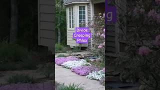 How To Divide Creeping Phlox Easily 💲🌺 [upl. by Yliah]