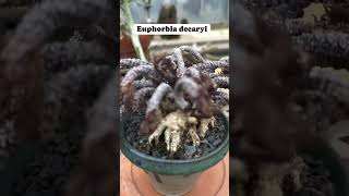 Euphorbia decaryi plants garden succulentflowers fy [upl. by Aryajay]