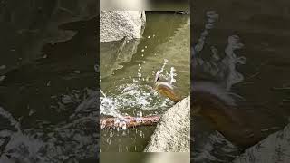 Guapotes vs señuelo fishing viralvideos bryconfishing nature pesca [upl. by Remark]