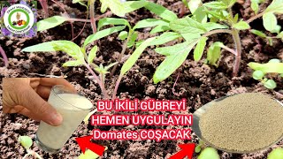 Domates Filizlenince Bunu Verin Hemen Büyüsün Daha Kalın Olsun Ve Daha Çok Meyve Versn🍅Domates Coştu [upl. by Gean360]