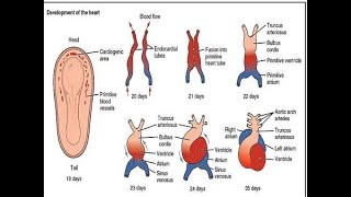 Embryology and development of the premordial cardiovascular system [upl. by Iidnarb]