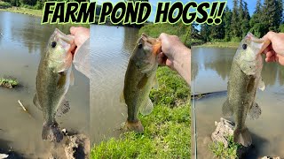 Farm POND BASS Fishing [upl. by Bound]