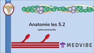 Anatomie les 5 Deel 2 Spiercontractie [upl. by Atibat]