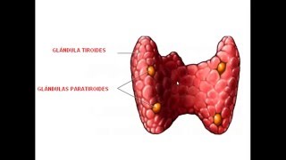 Histopatología  Sistema Endocrino II Paratiroides [upl. by Sherrard]