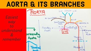 AORTA amp its branches easy to understand [upl. by Barnabas]