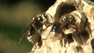 Baldfaced hornets building nest [upl. by Banerjee]