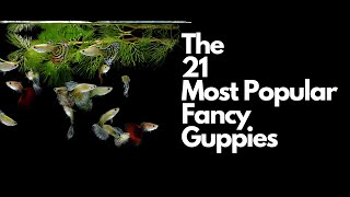 The 21 Most Popular Types of Guppy Fish 🐠 [upl. by Annia]