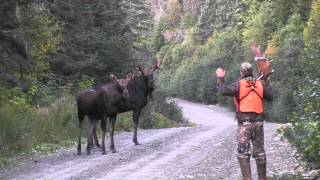 Chasse à lorignal Matane [upl. by Ylekalb336]