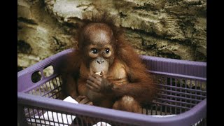 Dierenarts Henk Lommers keert terug naar de dieren op Borneo [upl. by Budd]