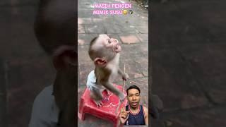 BABY MONKEY SO CUTE comedy dubbing funny feedshorts reaction satisfying [upl. by Eudo]