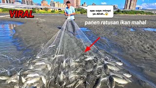 Viral‼️ panen ratusan ikan mahal😱 menjala ikan di muara tepat saat ikan mahal berkumpul [upl. by Alisan566]