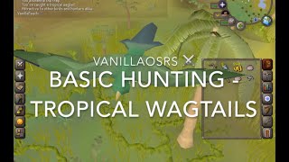 Tropical Wagtails OSRS Beginner Hunting Guide [upl. by Yebloc]