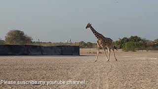 RETICULATED GIRAFFE 🦒 WAITING FOR FOOD ALFALFA PELLETS [upl. by Ahgiela]